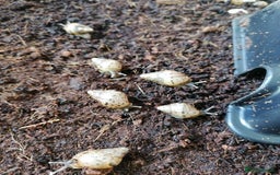 Python Snake reptiles for sale: Ball pythons adult females and hatchlings  - Image 12