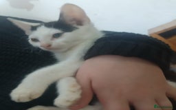 Domestic Shorthair cats for sale: 🐾 9 Beautiful Kittens - Image 25
