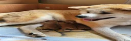 Japanese Akita Inu dogs for sale: Stunning Purebred JAI 7 months old male - Advert 5