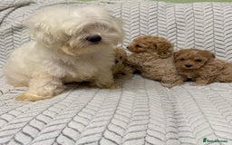 Mixed Breed dogs for sale: 🐾🐾 F1 Bb Maltipoo Puppies Boys and Girls 🐾🐾 - Image 2