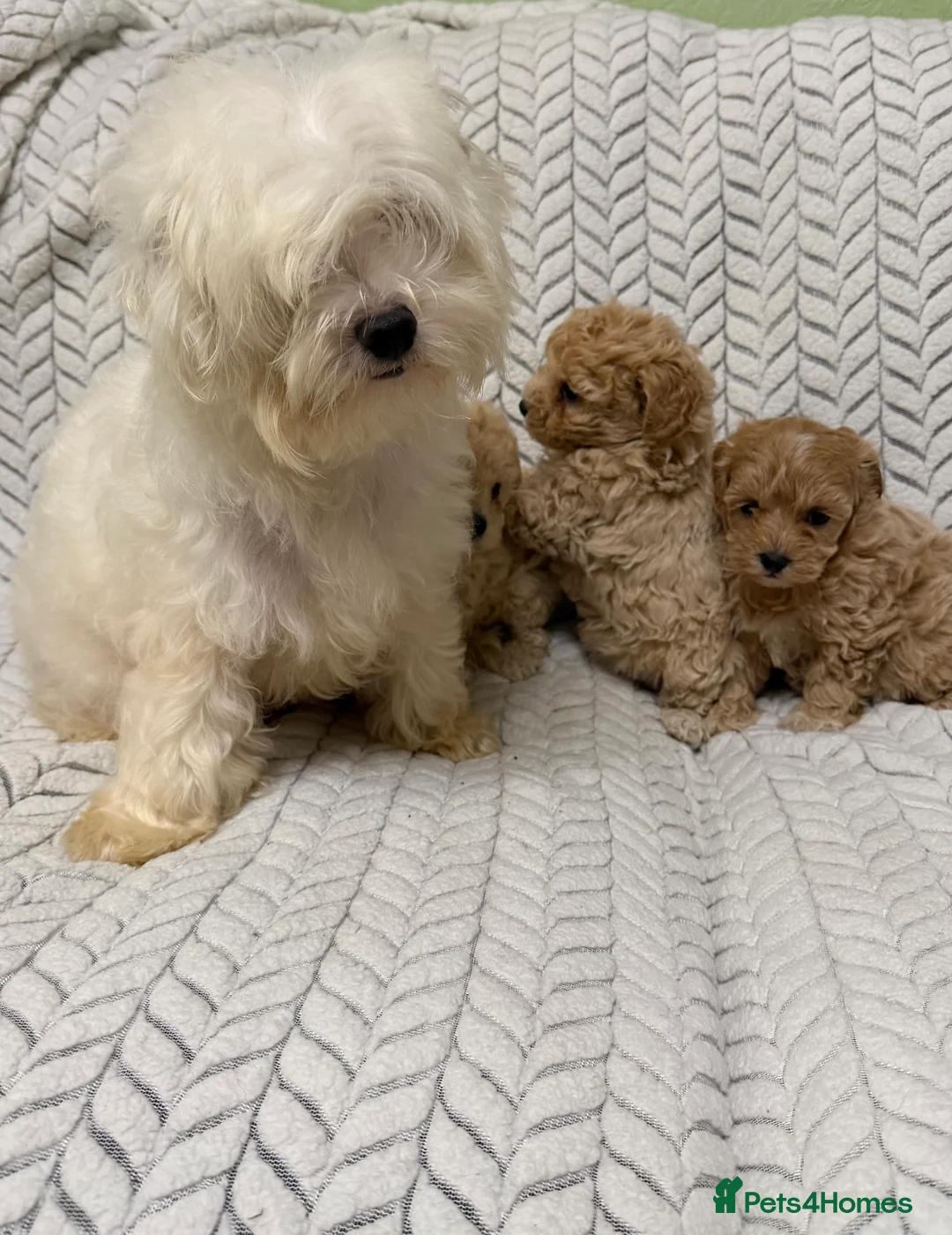 Mixed Breed dogs for sale: 🐾🐾 F1 Bb Maltipoo Puppies Boys and Girls 🐾🐾 - Advert 6
