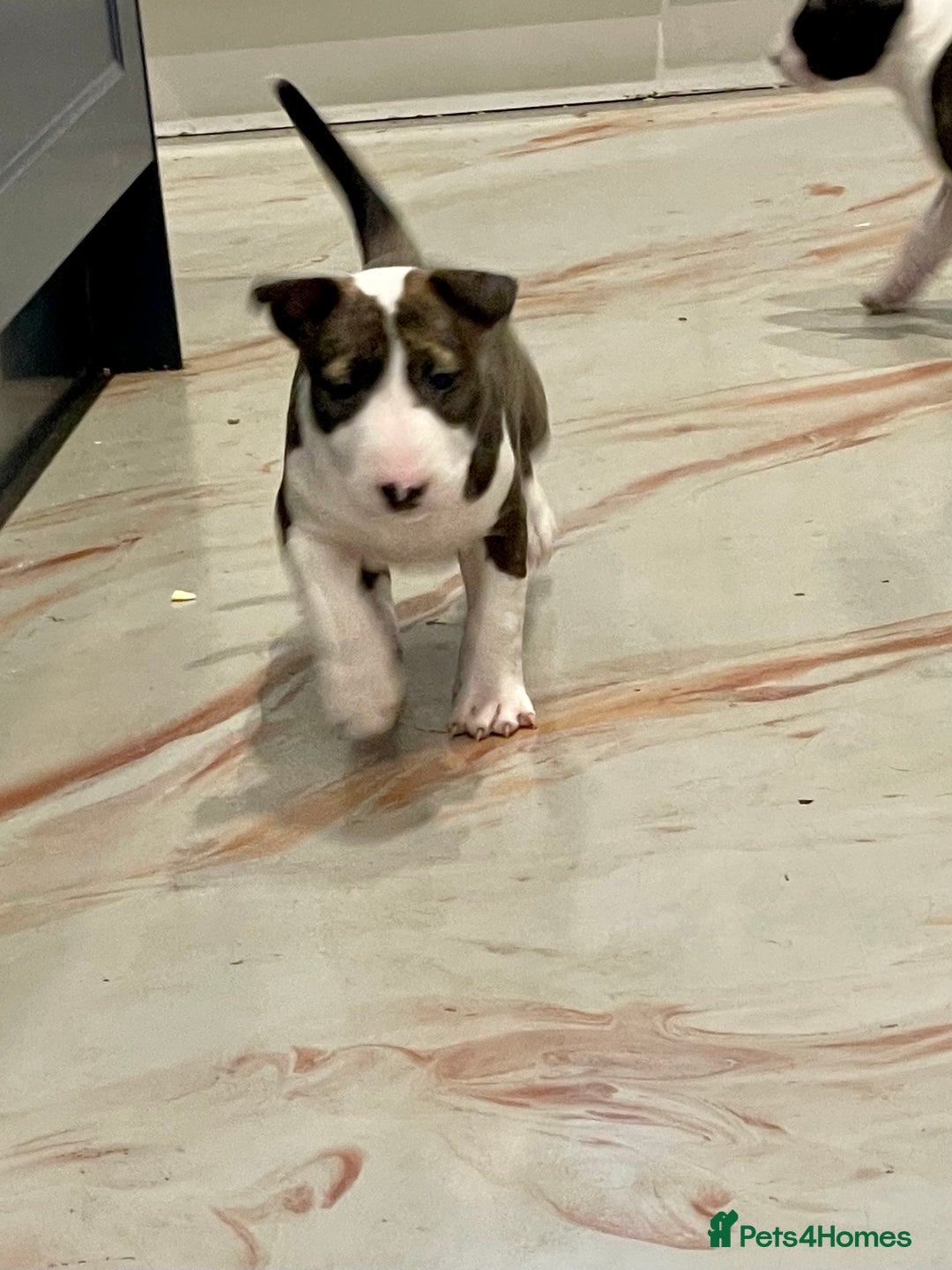 English Bull Terrier dogs for sale: Puppies Available  - Image 32