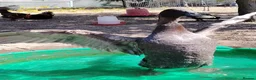 Ducks poultry for sale: Male Runner Duck in Pontefract - Advert 2