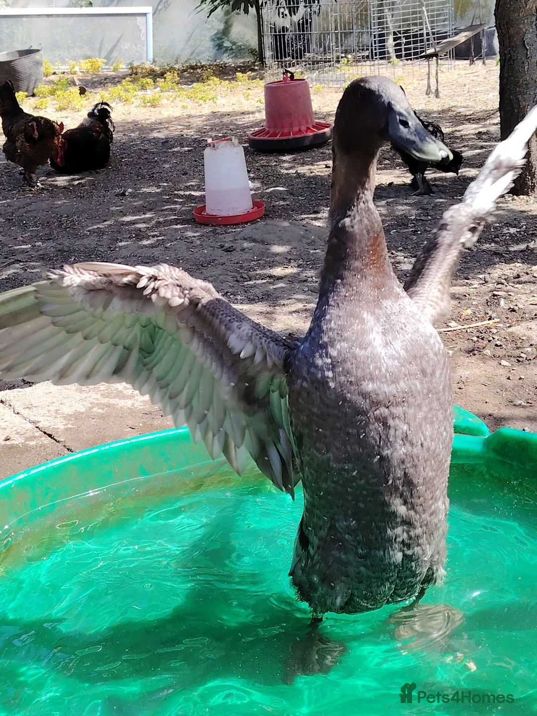 Ducks poultry for sale: Male Runner Duck in Pontefract - Advert 2