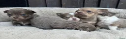 Chihuahua dogs for sale: 🐾🩶 OUTSTANDING litter of EXCEPTIONAL Chihuahuas - Advert 9