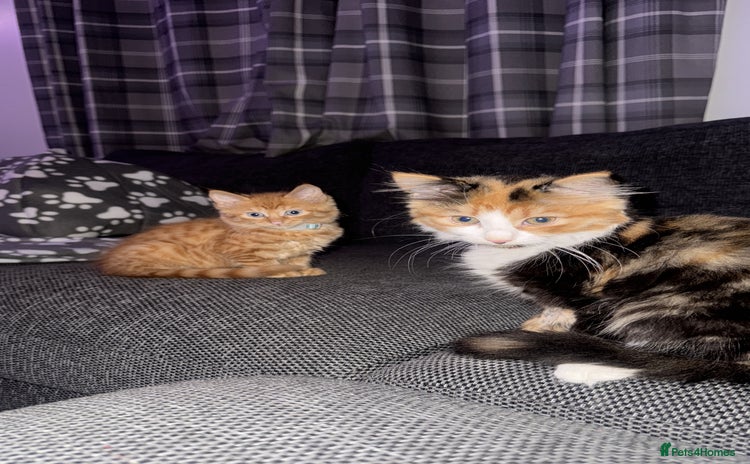 Domestic Shorthair cats - Advert 20