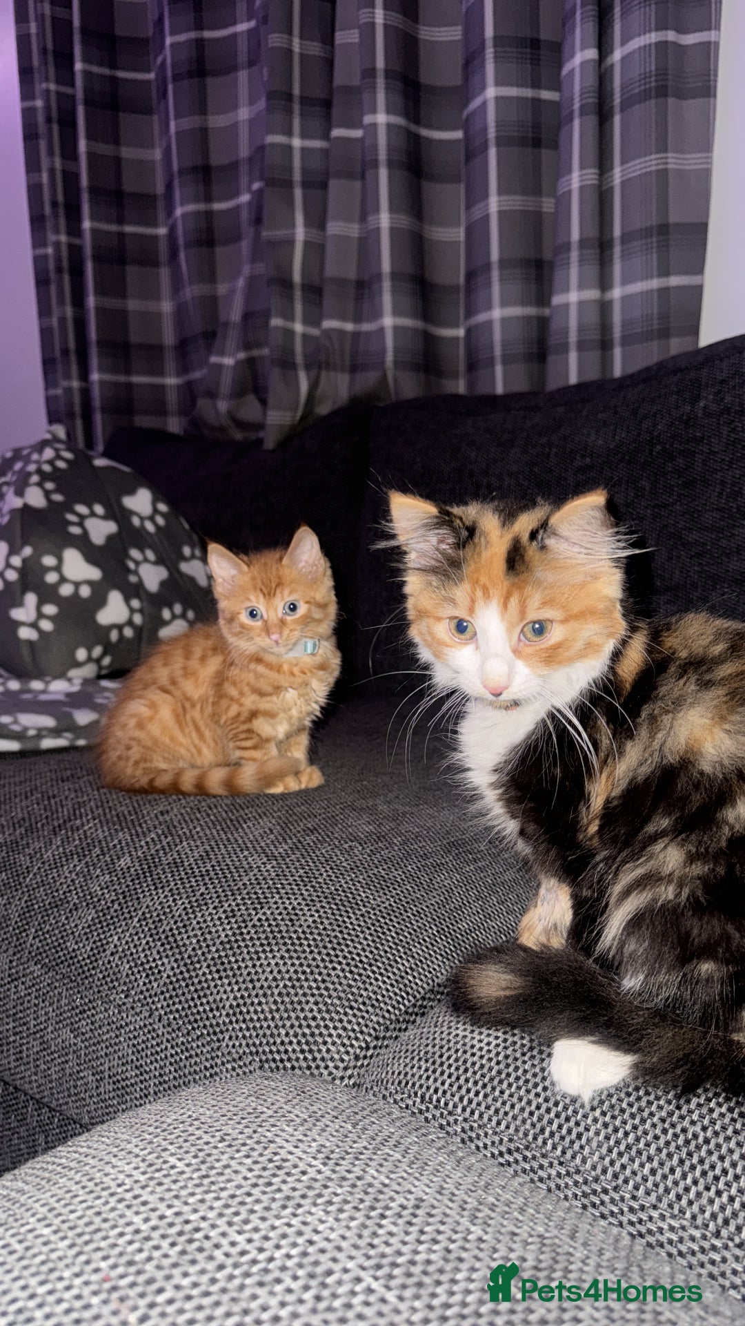 Domestic Shorthair cats for sale: 2 kittens. Calico girl + ginger boy both 17 weeks - Image 1