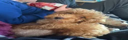 Cockapoo dogs for sale: Beautiful rich red cockapoos - Advert 12