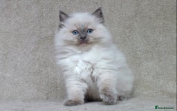 Ragdoll cats for sale: GCCF PET/ACTIVE KITTENS CHAMPION IMP BLOODLINES - Image 23