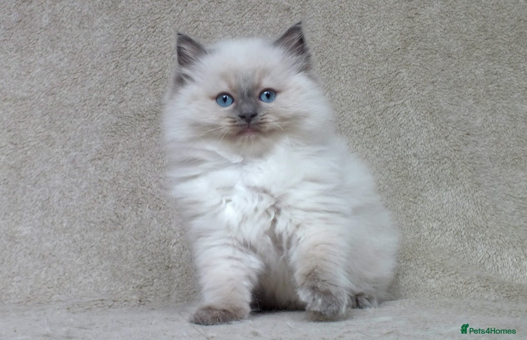 Ragdoll cats for sale: GCCF PET/ACTIVE KITTENS CHAMPION IMP BLOODLINES - Image 23