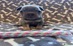 French Bulldog dogs for sale: Adorable French bulldog puppies!!🐶  - Image 5
