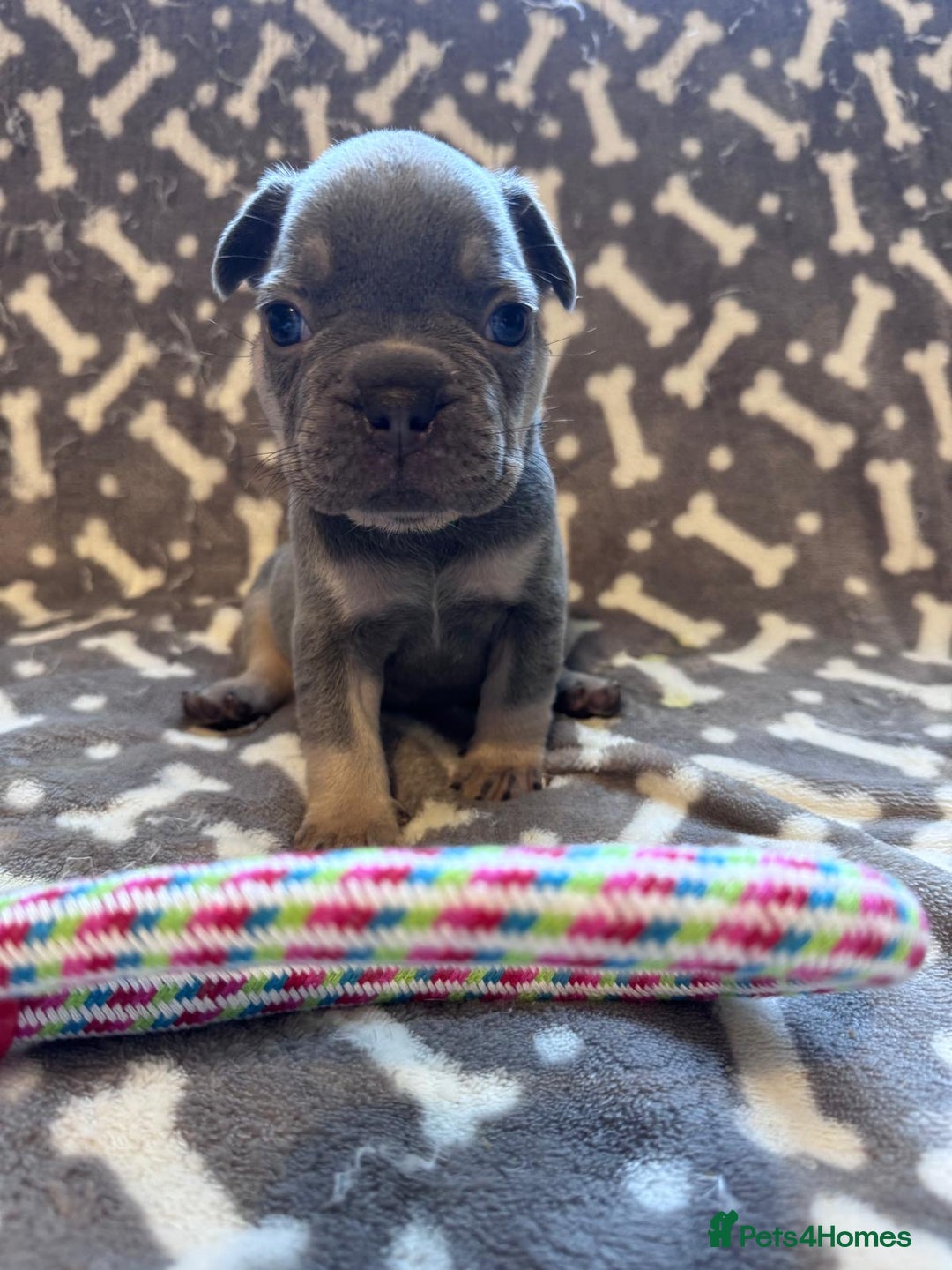 French Bulldog dogs for sale: Adorable French bulldog puppies!!🐶  - Image 5