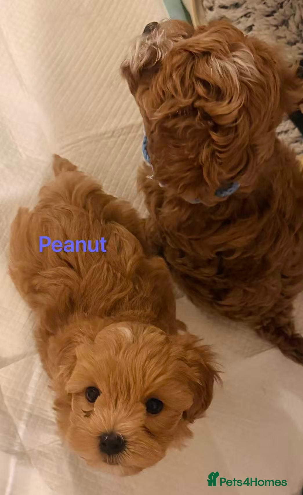 Maltipoo dogs Two Stunning Adorable Asian/Korea Maltipoo boys - Advert 2