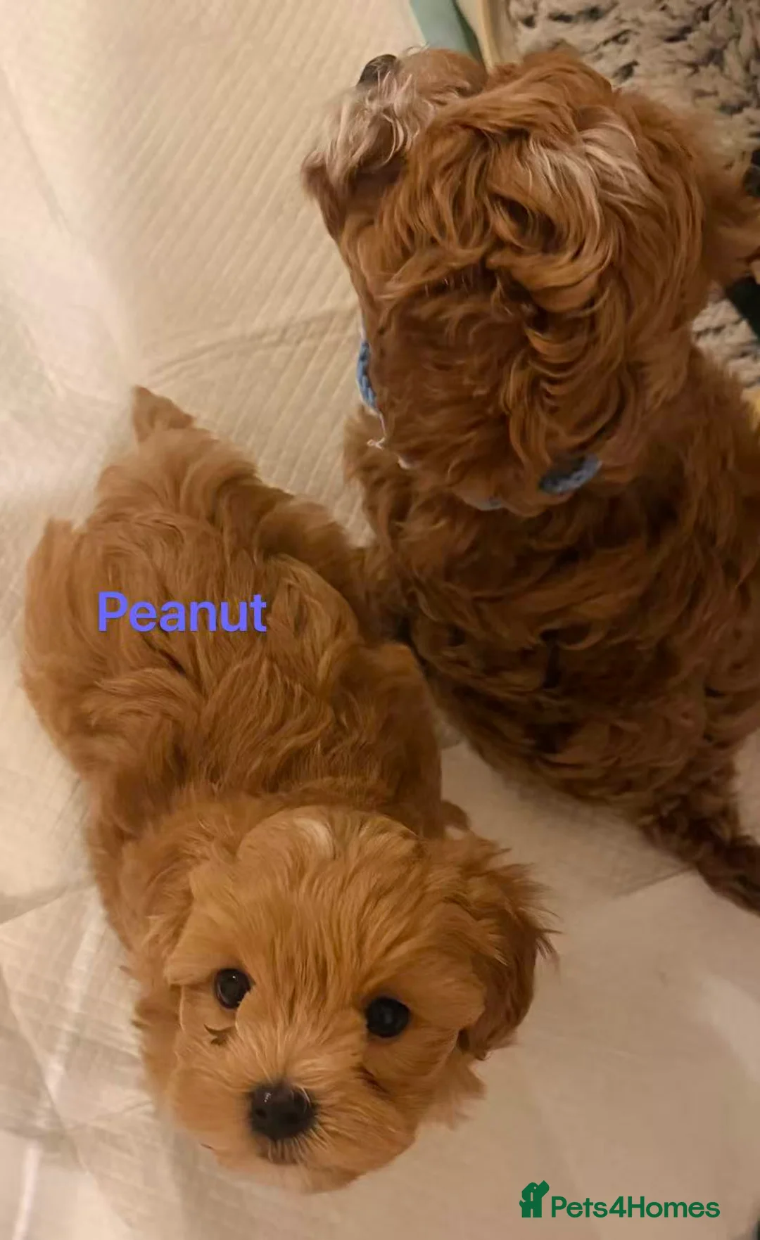 Maltipoo dogs for sale: Two Stunning Adorable Asian/Korea Maltipoo boys in Edinburgh - Advert 2