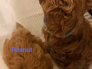Maltipoo dogs Two Stunning Adorable Asian/Korea Maltipoo boys - Advert 2