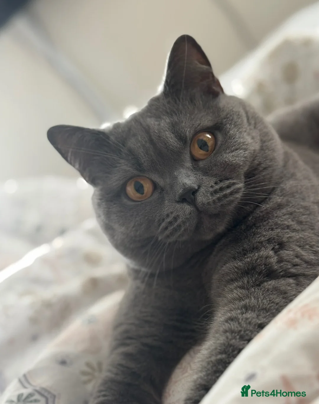 British Shorthair cats for sale: British short hair in Oldham - Advert 2
