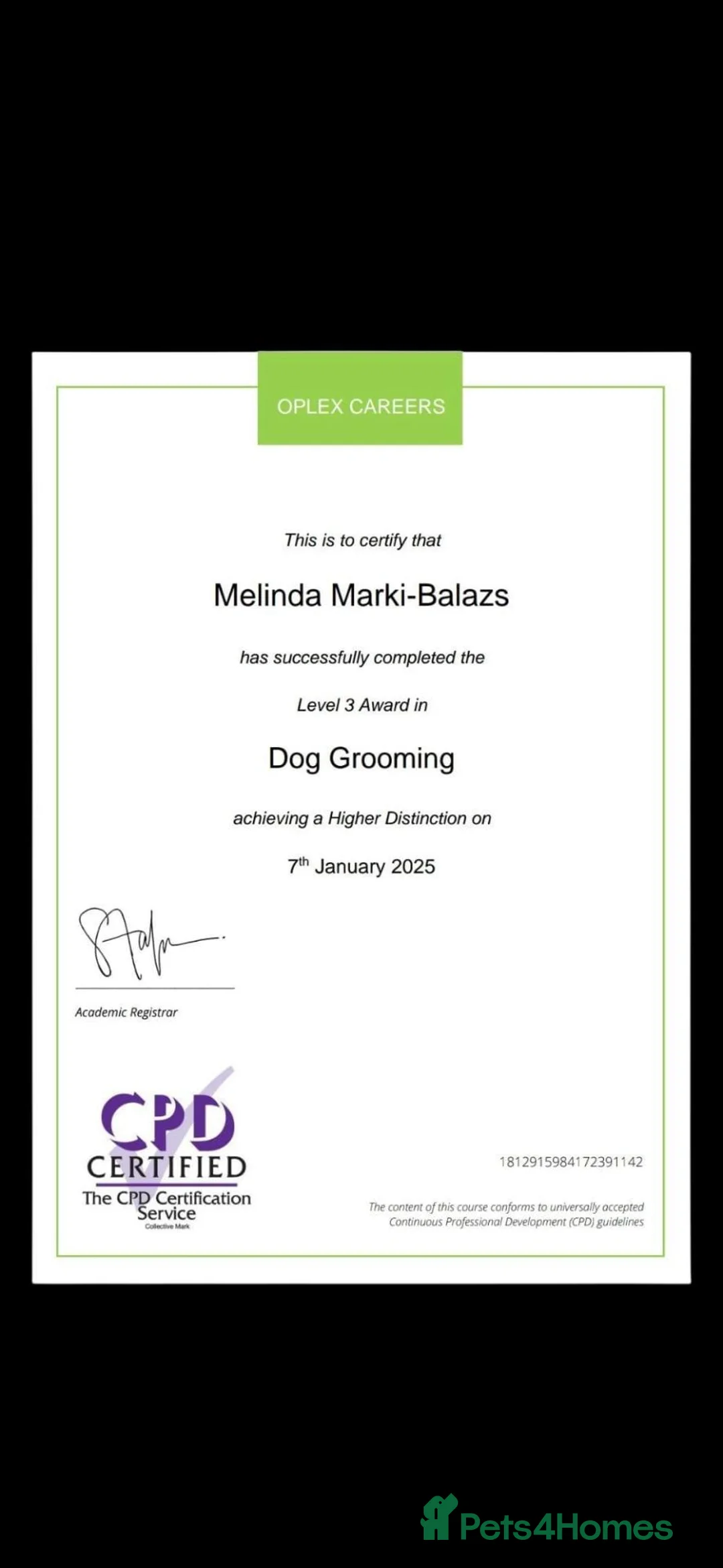 Yorkshire Terrier dogs for sale: 💜 DNA tested parents 💜 White Ocean Pearl girls - Advert 2