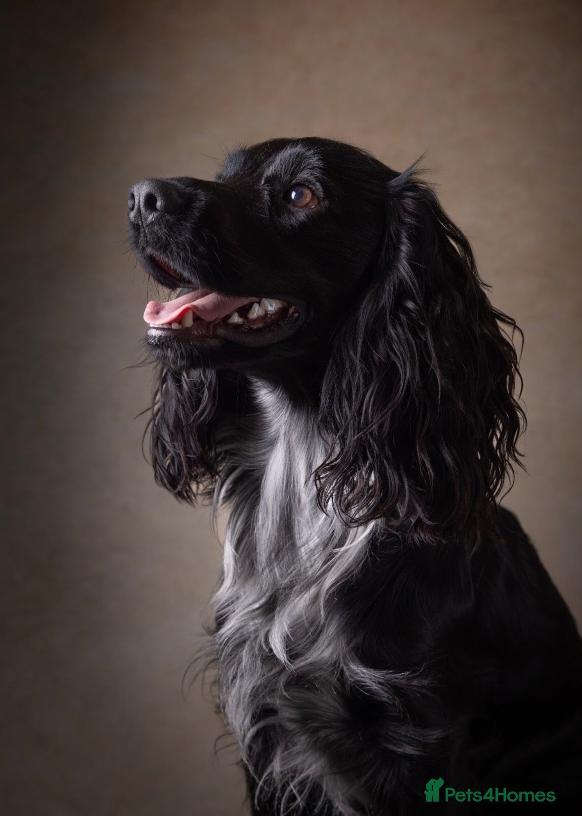 Cocker Spaniel dogs Working Cocker Spaniel-Proven Stud Available 🐾 - Advert 1