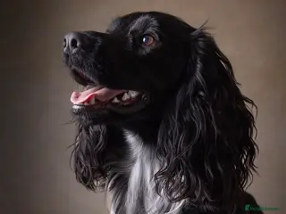 Cocker Spaniel dogs Working Cocker Spaniel-Proven Stud Available 🐾 - Advert 1