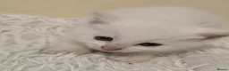 Mixed Breed cats for sale: White kitten - Advert 3