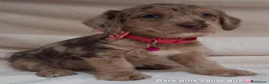 Dark Pink collar 