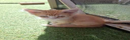 Mixed Breed cats for sale: 3 Ginger Kittens. 8 weeks old  - Advert 2