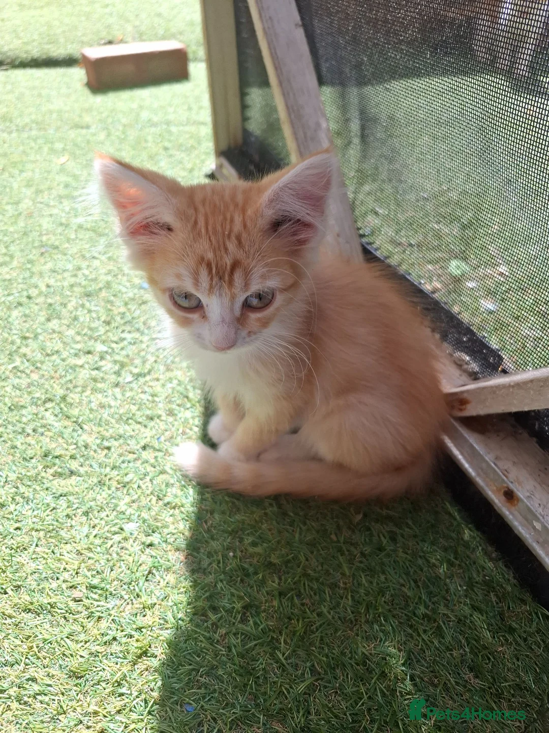 Mixed Breed cats for sale: 3 Ginger Kittens. 8 weeks old  - Advert 2
