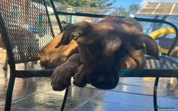 Mixed Breed dogs for adoption: Dorito - Norwich Norfolk  - Image 6