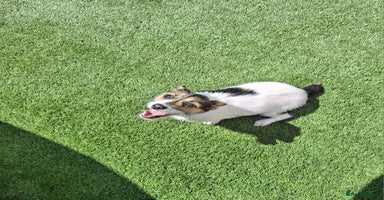 Jack Russell dogs - Advert 3