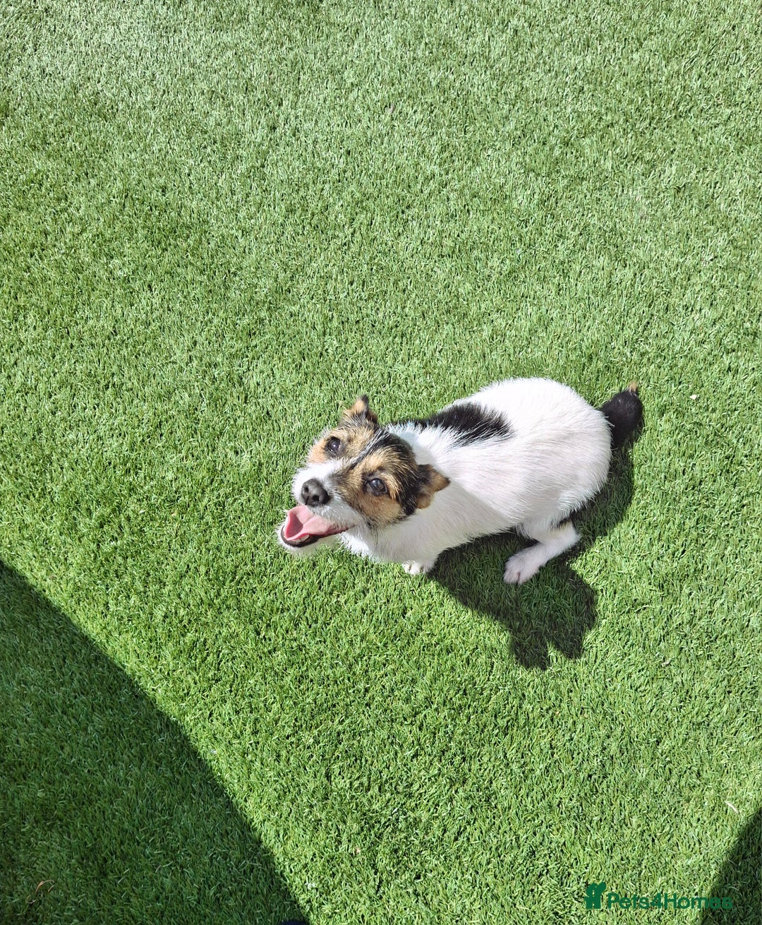 Jack Russell dogs for sale: Tri colour miniature jack russell  - Image 2