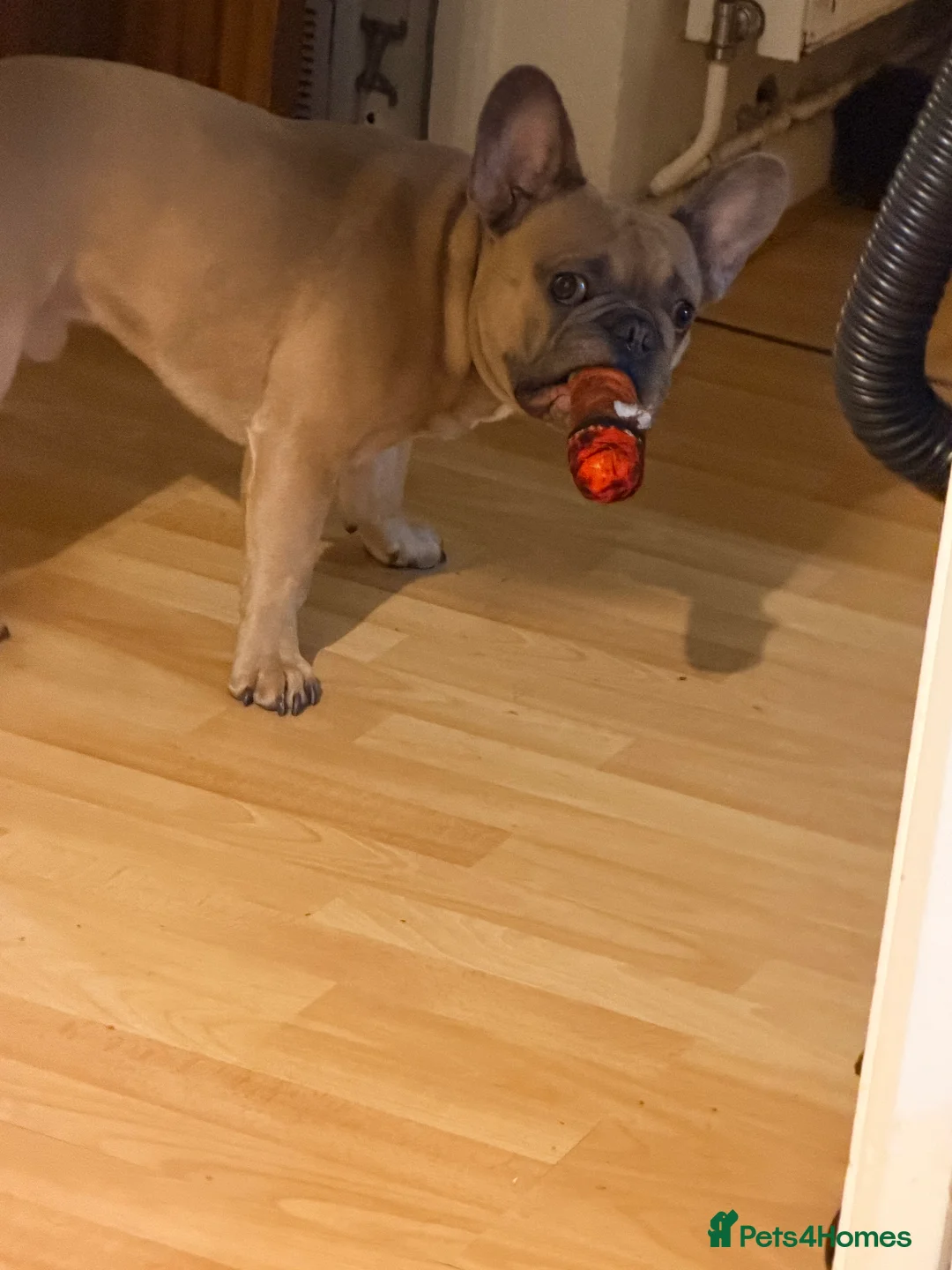 French Bulldog dogs for stud: French bulldog for stud in Plymouth - Advert 1