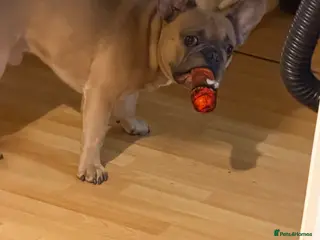 French Bulldog dogs French bulldog for stud in Plymouth - Advert 1