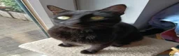 Mixed Breed cats for adoption: LENA. - Advert 7