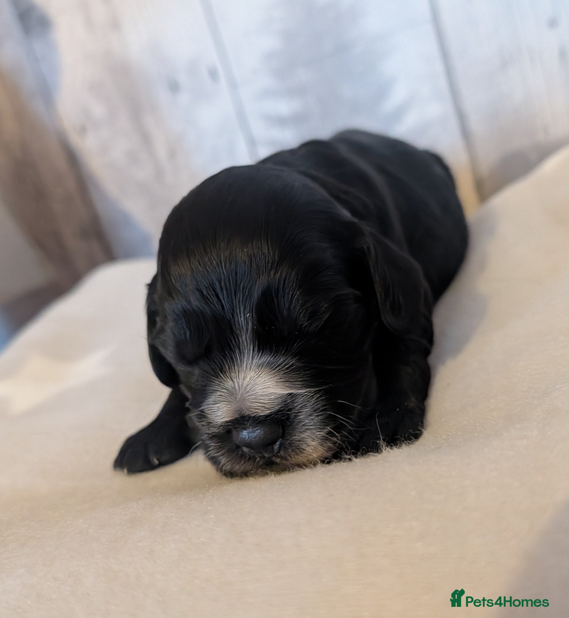 Cocker Spaniel dogs for sale: Beautiful cocker spaniel puppies  - Advert 22