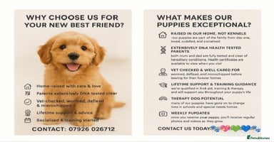 Cavapoo dogs ✨Ready Now🐾Exceptional Cavapoo Puppies🐾 - Advert 12