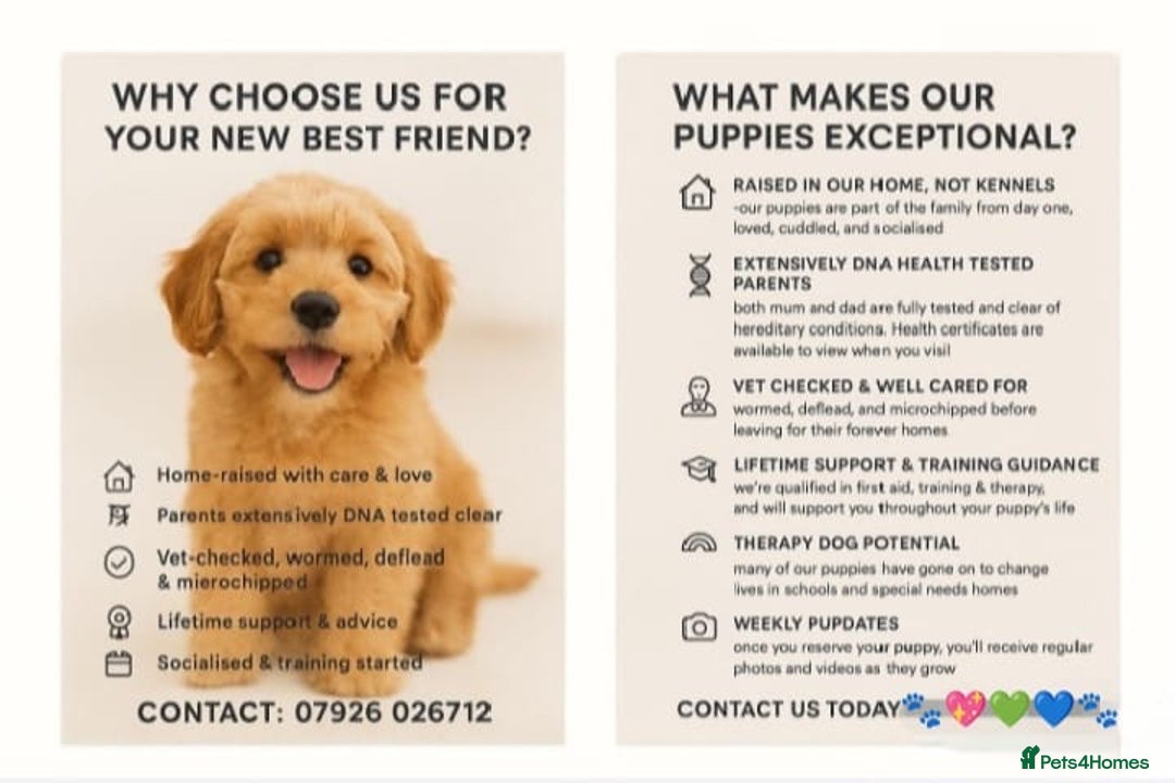 Cavapoo dogs for sale: ✨Ready Now🐾Exceptional Cavapoo Puppies🐾 - Image 5