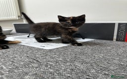 Mixed Breed cats for sale: Mixed breed domestic and Scottish fold  - Image 1