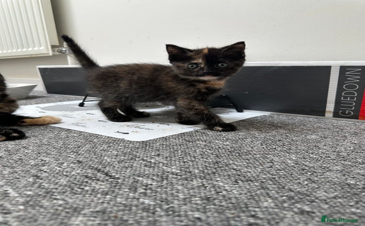 Mixed Breed cats - Advert 8