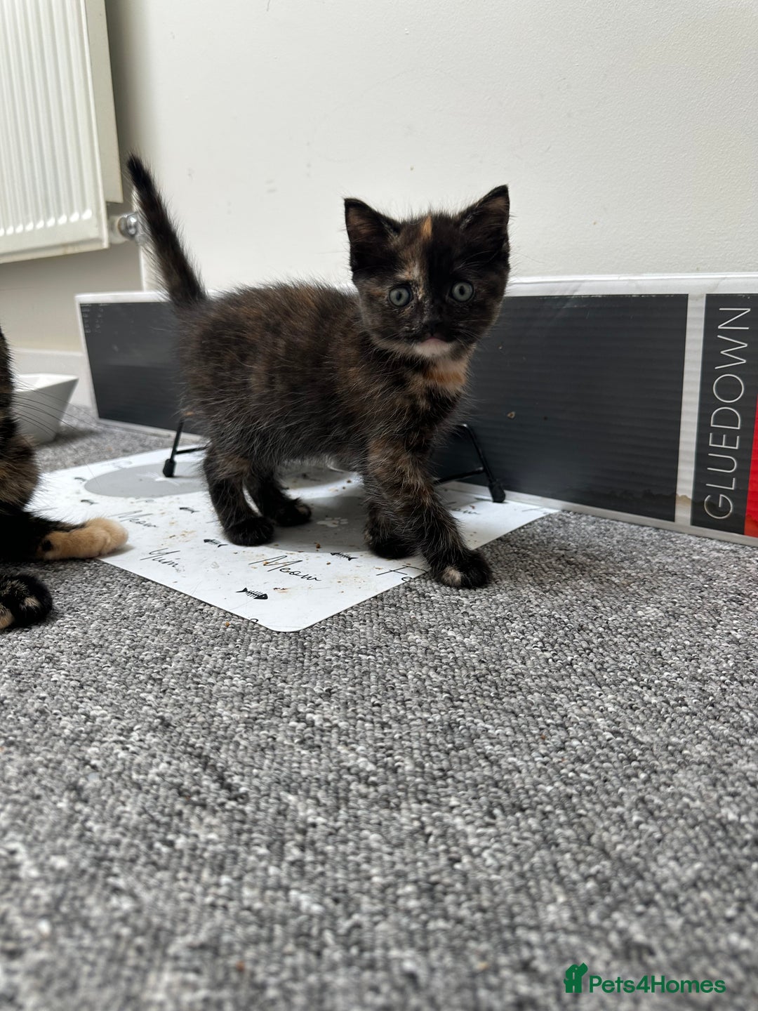 Mixed Breed cats for sale: Mixed breed domestic and Scottish fold  - Image 1