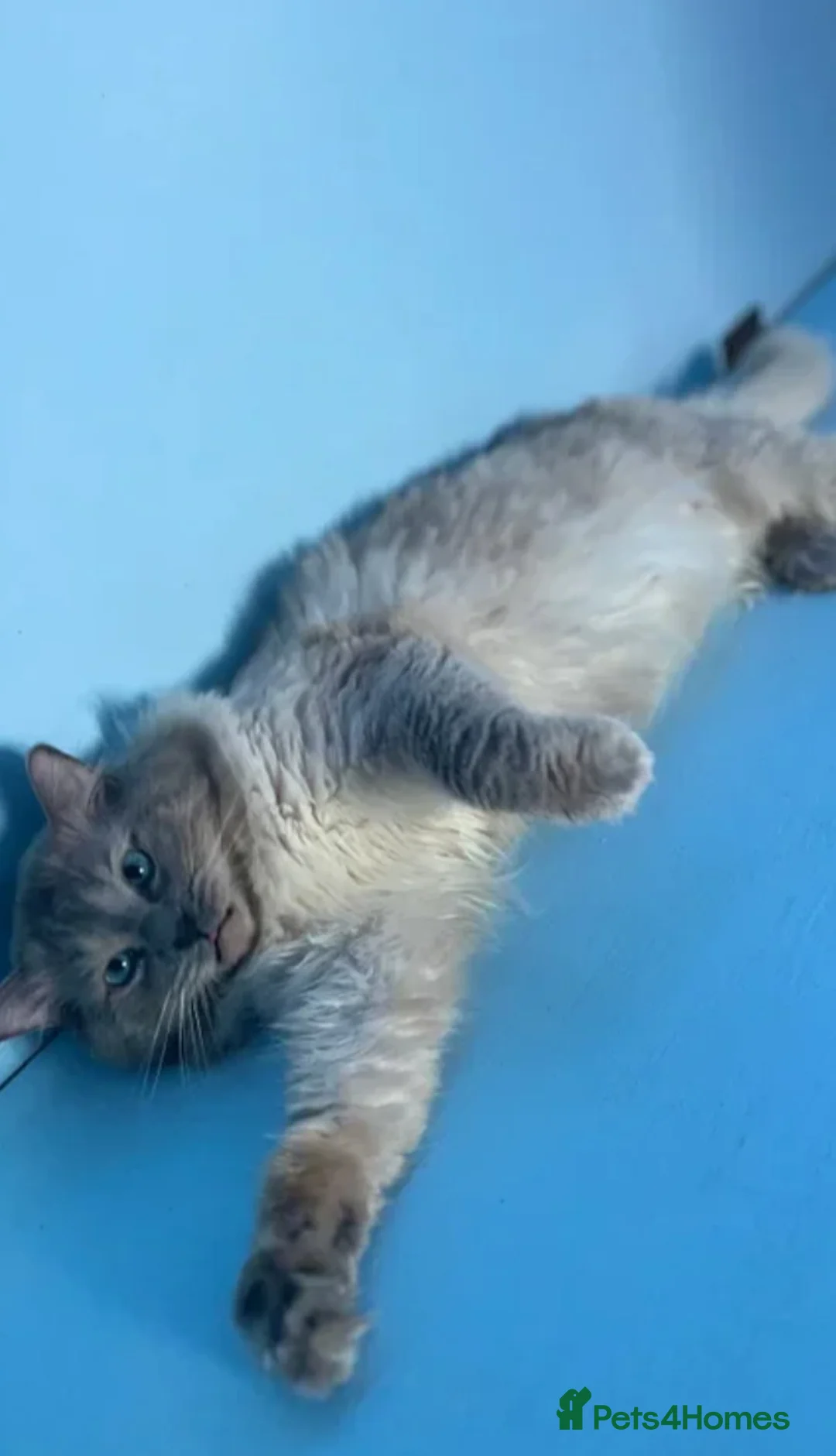 Ragdoll cats for sale: Handsome pedigree Ragdoll kitten needs rehoming  - Advert 5