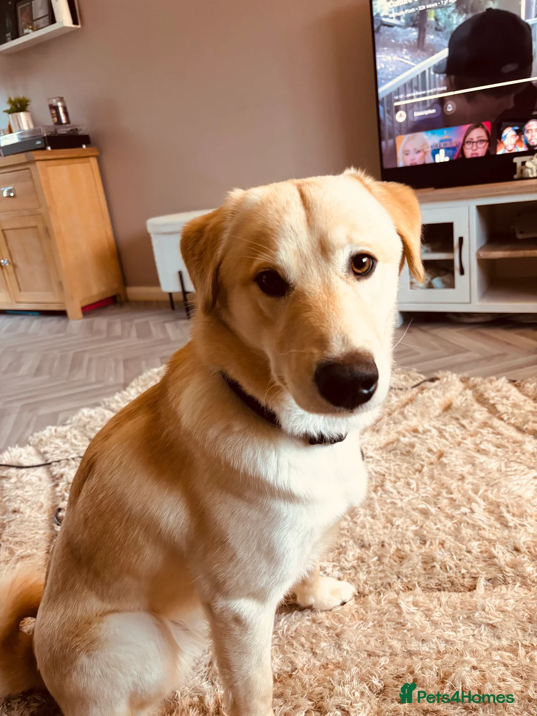 Mixed Breed dogs for sale: Odin  - Advert 2