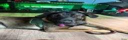 Mixed Breed dogs for sale: Cali  in Bristol - Advert 2