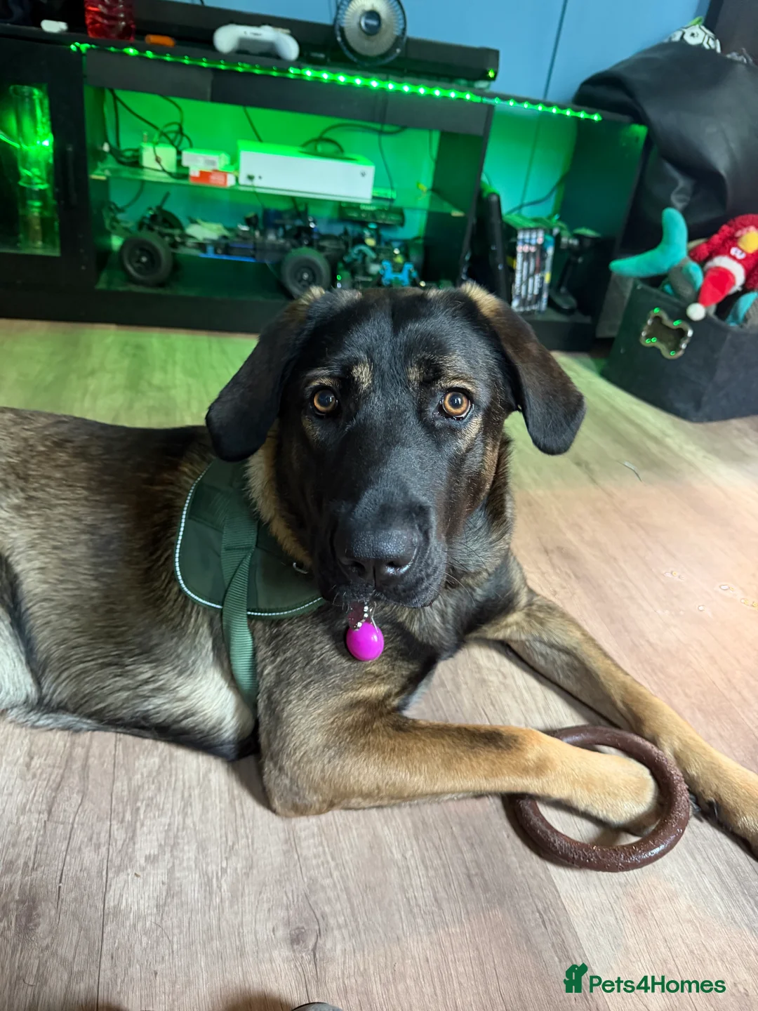 Mixed Breed dogs for sale: Cali  in Bristol - Advert 2