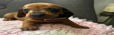 Dachshund 6