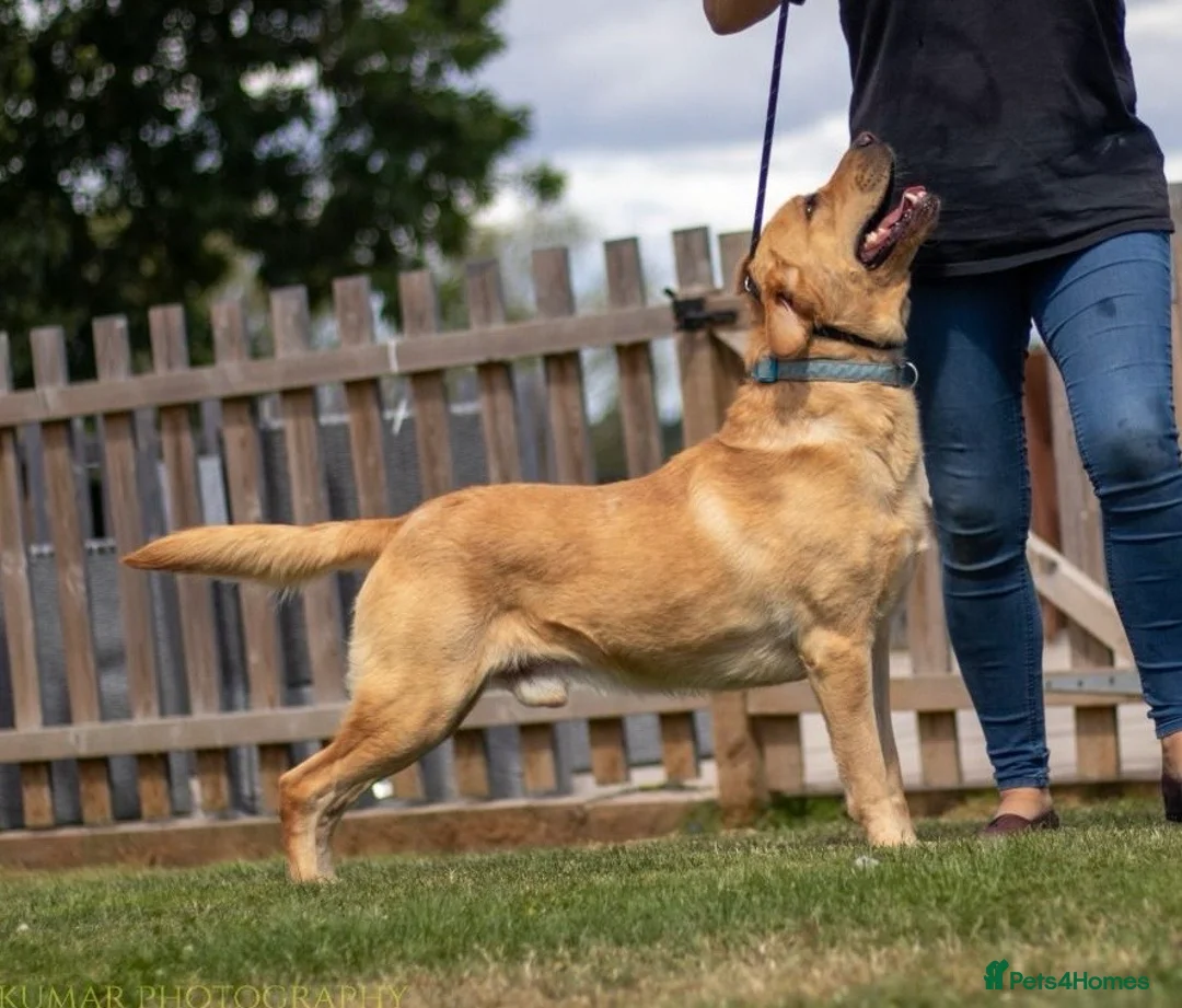 Labrador Retriever dogs for stud: KC REGISTERED LABRADOR STUD  in Worcester - Advert 1