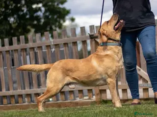 Labrador Retriever dogs KC REGISTERED LABRADOR STUD in Worcester - Advert 19