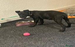 Mixed Breed dogs for sale: Staffy cross Rottweiler female  - Advert 3