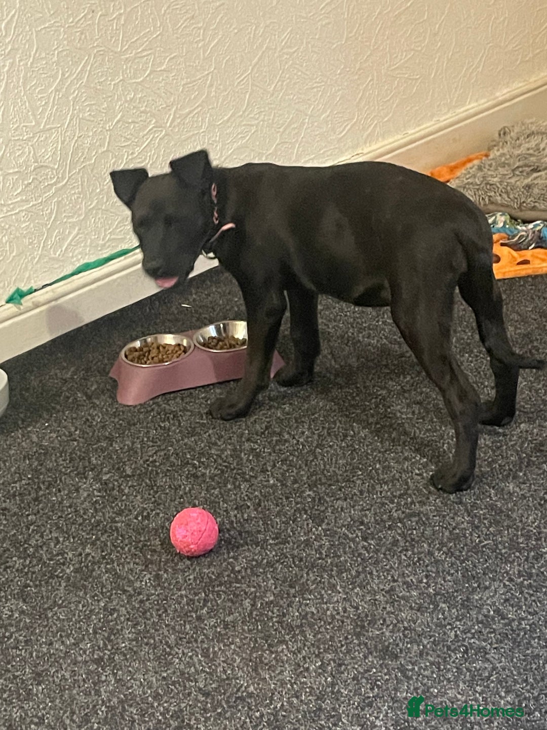 Mixed Breed dogs for sale: Staffy cross Rottweiler female  - Advert 3