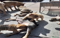 Mixed Breed dogs for sale: French bulldog X - Image 10