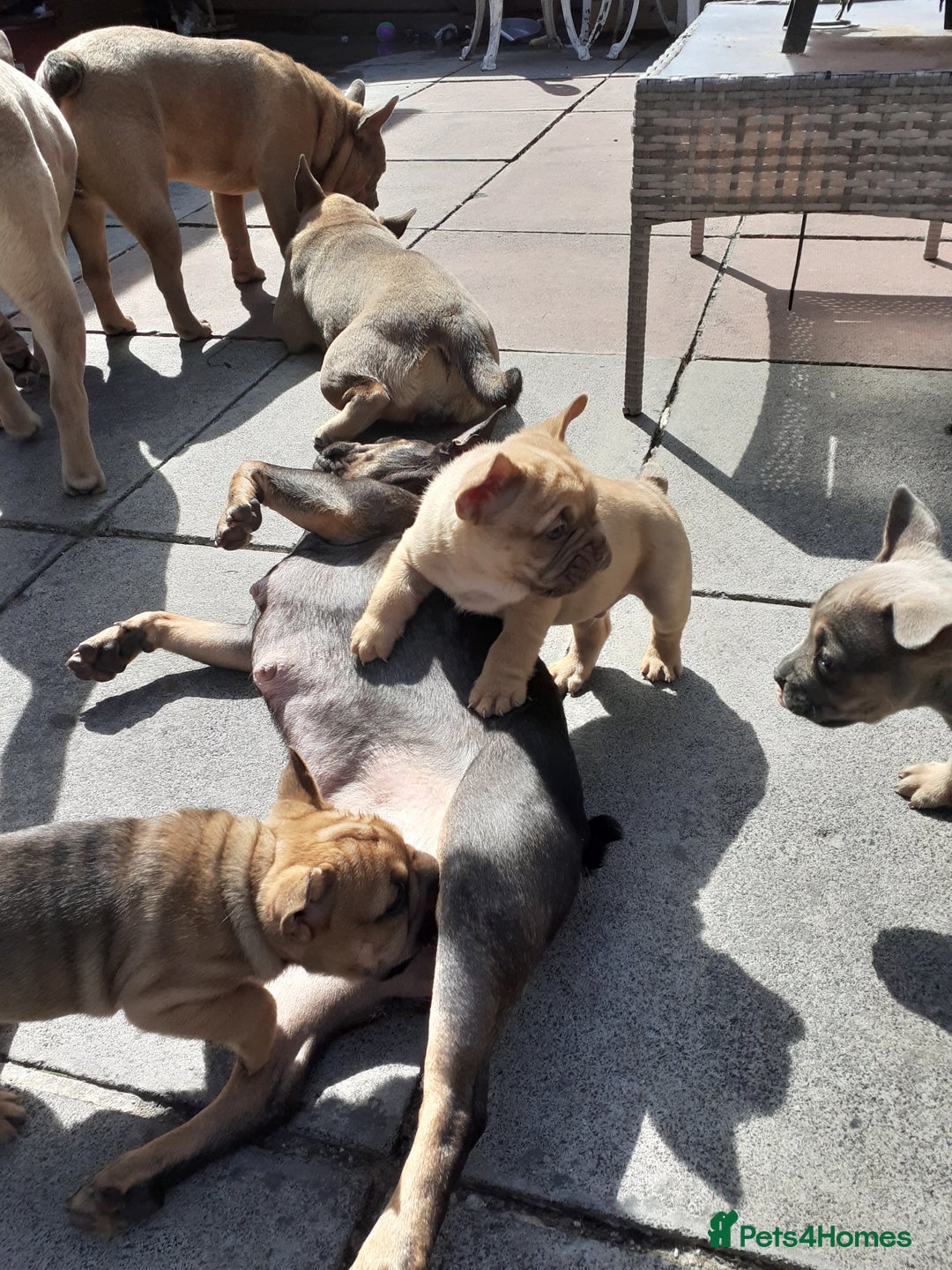Mixed Breed dogs for sale: French bulldog X - Image 10